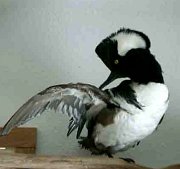 hoodedmerganser-duck